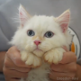 オンライン見学